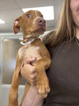 Rosa -  Retriever and Terrier Dog for Adoption in East Brookfield, Massachusetts - Rosa | PetCurious