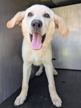 YANG -  Labrador Retriever Dog for Adoption in San Antonio, Texas - YANG | PetCurious