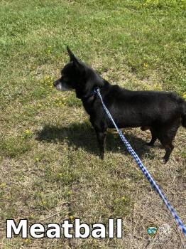 Meatball -  Chihuahua Dog for Adoption in Rocky Mount, North Carolina - Meatball | PetCurious