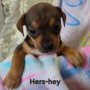 Hers-hey -  Chihuahua and Dachshund Dog for Adoption in Lancaster, Ohio - Hers-hey | PetCurious