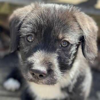 Mixed Breed Dogs Available for Adoption - Salami | PetCurious