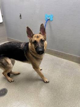 German Shepherd Dog Dogs Available for Adoption in Las Vegas, Nevada - CANDY CORN | PetCurious