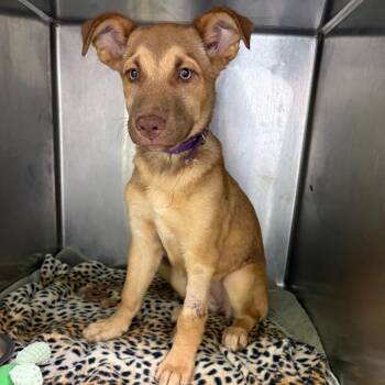 Franny -  Mixed Breed Dog for Adoption in Austin, Texas - Franny | PetCurious