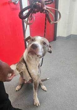 Molly -  Mixed Breed Dog for Adoption in West Chester, Pennsylvania - Molly | PetCurious