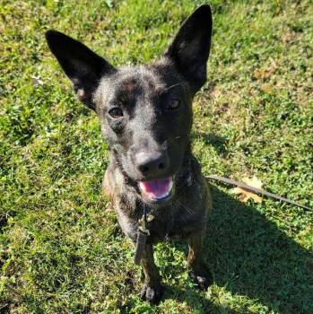 Bill -  Mixed Breed Dog for Adoption in Duxbury, Massachusetts - Bill | PetCurious