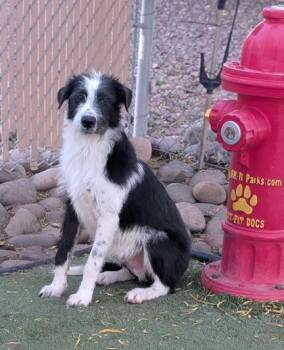 Rescue Terrier and Mixed Breed Dogs for Adoption in El Paso, Texas - Wolfgang* | PetCurious