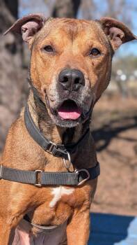 Labrador Retriever Dogs Available for Adoption - Bertha | PetCurious