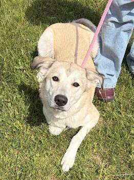 Labrador Retriever and Shepherd Dogs Available for Adoption in Winchester, Virginia - Kira | PetCurious