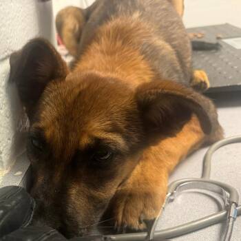 Bugatti -  Mixed Breed Dog for Adoption in Taos, New Mexico - Bugatti | PetCurious