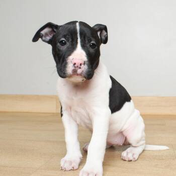 Pit Bull Terrier Dogs Available for Adoption in Minnetonka, Minnesota - Rosemary Sprig D68979 | PetCurious
