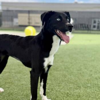 Nivaria -  Border Collie and Mixed Breed Dog for Adoption in Atlanta, Georgia - Nivaria | PetCurious