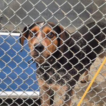 Buster-brown -  Hound Dog for Adoption in Oak Ridge, Tennessee - Buster-brown | PetCurious