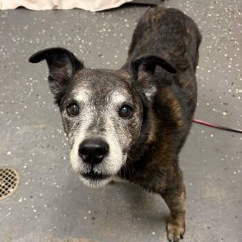 Cornelius -  Mixed Breed Dog for Adoption in Columbiana, Alabama - Cornelius | PetCurious