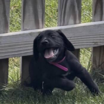 Nurse Dana -  Mixed Breed Dog for Adoption in Fredericksburg, Virginia - Nurse Dana | PetCurious