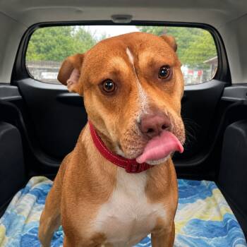 Redford -  Mixed Breed and Hound Dog for Adoption in Plain City, Ohio - Redford | PetCurious