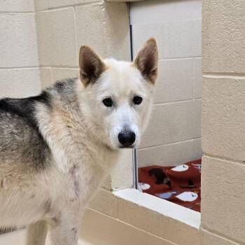 Aurora -  Mixed Breed Dog for Adoption in Winston-salem, North Carolina - Aurora | PetCurious
