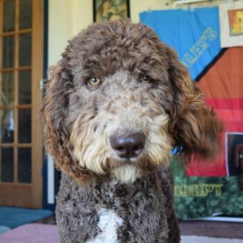 Fozzie -  Sheepadoodle Dog for Adoption in Rosalia, Kansas - Fozzie | PetCurious