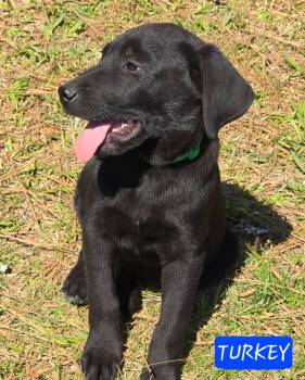 Labrador Retriever and Black Labrador Retriever Dogs Available for Adoption - Turkey | PetCurious