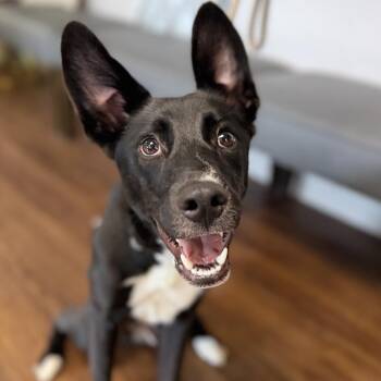 Dolph -  Labrador Retriever Dog for Adoption in Port Richey, Florida - Dolph | PetCurious
