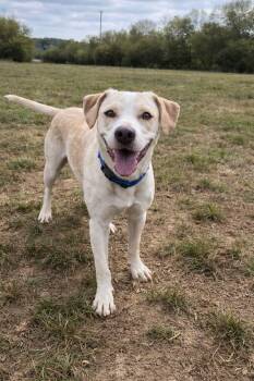 Yellow Labrador Retriever Dogs Available for Adoption - Silo | PetCurious