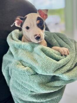 Terrier and Mixed Breed Dogs Available for Adoption in Honolulu, Hawaii - Spotty | PetCurious