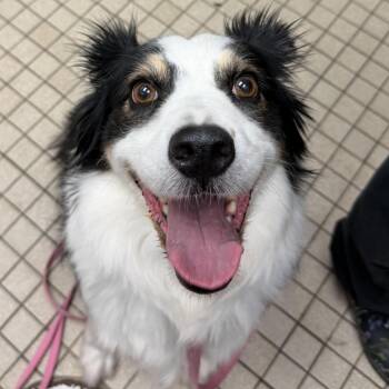 Bonnie -  Australian Shepherd Dog for Adoption in Camden, Delaware - Bonnie | PetCurious