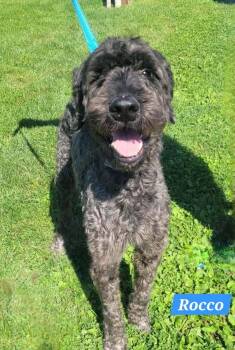 Rocco -  Giant Schnauzer Dog for Adoption in Saint Clairsville, Ohio - Rocco | PetCurious