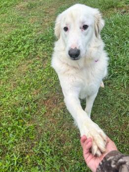 Great Pyrenees Dogs Available for Adoption in Houston, Texas - Skyler | PetCurious