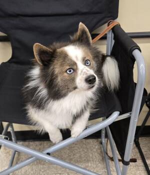 Chance -  Pomsky Dog for Adoption in Harrison, Michigan - Chance | PetCurious