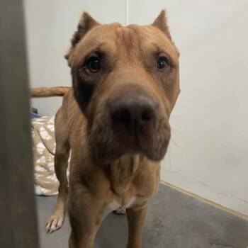 Rescue Mixed Breed Dogs for Adoption in Dickinson, Texas - Howard | PetCurious