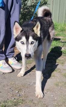 Siberian Husky Dogs Available for Adoption in Billings, Montana - Lovey | PetCurious