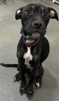 RORY -  Pit Bull Terrier Dog Available for Adoption - RORY | PetCurious