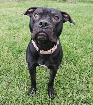 Mixed Breed Dogs Available for Adoption in Lansing, Michigan - Cocoa Puffs (26-072 D | PetCurious