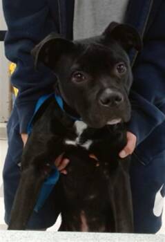Staffordshire Bull Terrier Dogs Available for Adoption in Oklahoma City, Oklahoma - A474892 | PetCurious