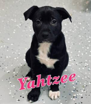 Labrador Retriever and Pointer Dogs Available for Adoption - Yahtzee | PetCurious