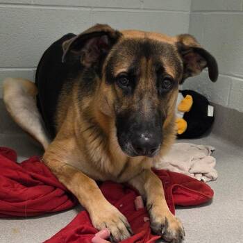 German Shepherd Dog Dogs Available for Adoption - Cooper | PetCurious