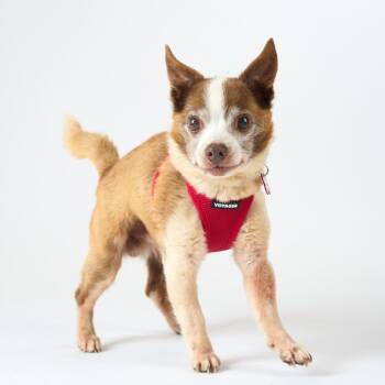 Chihuahua Dogs Available for Adoption in San Francisco, California - Blue Ridge 14046 | PetCurious
