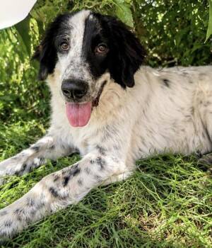 Silas -  Irish Wolfhound and Great Pyrenees Dog for Adoption in Aspen, Colorado - Silas | PetCurious