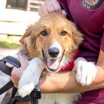 Brady (Male) Avail 9/26 -  Collie and Border Collie Dog for Adoption in West Grove, Pennsylvania - Brady (Male) Avail 9/26 | PetCurious