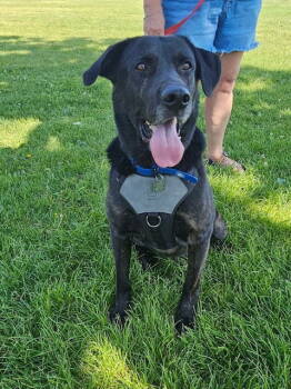 Rescue Labrador Retriever and Shepherd Dogs for Adoption in Evergreen, Colorado - Bronco | PetCurious
