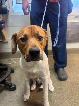 Mixed Breed Dogs Available for Adoption in Jacksonville, Florida - MOSSEMER | PetCurious