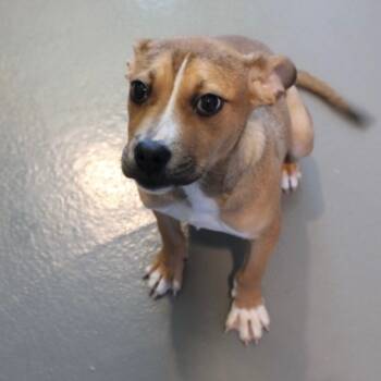 Rescue Hound and Mixed Breed Dogs for Adoption in Freeport, Florida - Stella | PetCurious