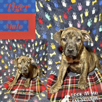 Catahoula Leopard Dog Dogs Available for Adoption in Manchester, Connecticut - Tiger | PetCurious