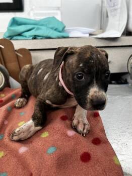 JUNO -  Mixed Breed Dog for Adoption in Dallas, Texas - JUNO | PetCurious