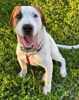 Rudy -  Mixed Breed Dog for Adoption in Savage, Minnesota - Rudy | PetCurious