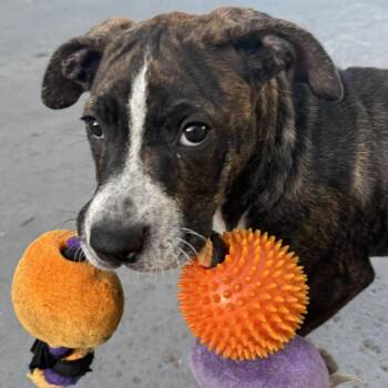 Great Dane and Mixed Breed Dogs Available for Adoption in Pinellas Park, Florida - Dorris | PetCurious