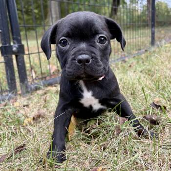 Apple -  Boston Terrier and French Bulldog Dog for Adoption in Murphysboro, Illinois - Apple | PetCurious