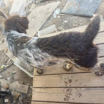 Benelli (BONDED with DAISY Monroe, North Carolina) -  German Wirehaired Pointer Dog for Adoption in Santa Rosa, California - Benelli (BONDED With DAISY Monroe, North Carolina) | PetCurious
