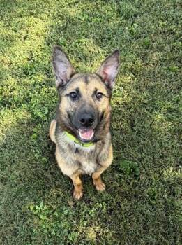 Jodie -  German Shepherd Dog Dog for Adoption in Greeneville, Tennessee - Jodie | PetCurious