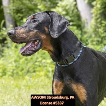 Doberman Pinscher Dogs Available for Adoption in Stroudsburg, Pennsylvania - Coop | PetCurious